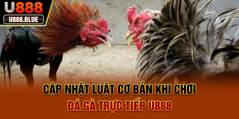 Cập nhật luật cơ bản khi chơi Đá gà trực tiếp U888 Cập nhật luật cơ bản khi chơi Đá gà trực tiếp U888